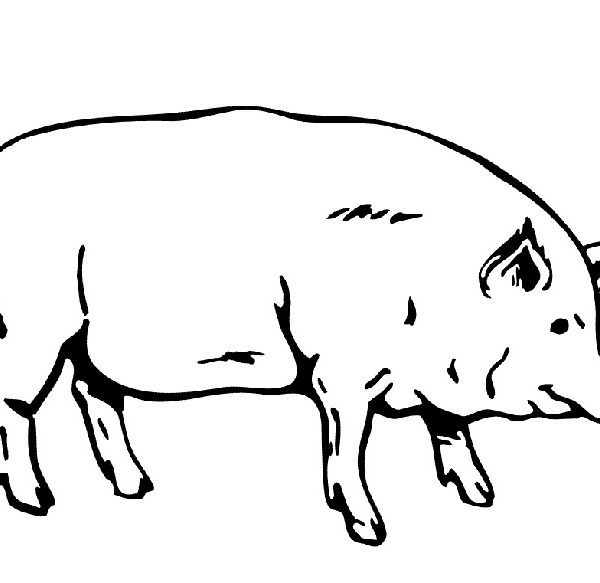 Свинина тушёная